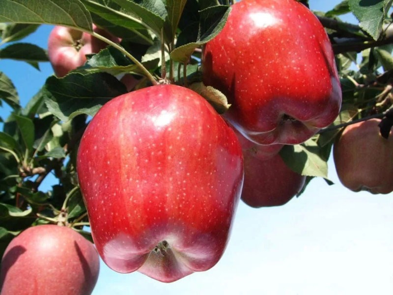 Определение готовности яблок к сбору